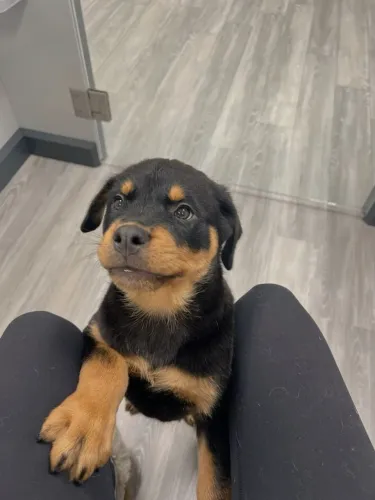 Rottweiler Um novo amigo esperando pelo lar ideal