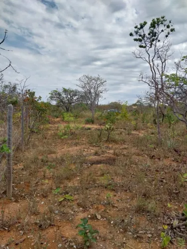 Terreno plano $60 mil. Mil metros em Curralinho.