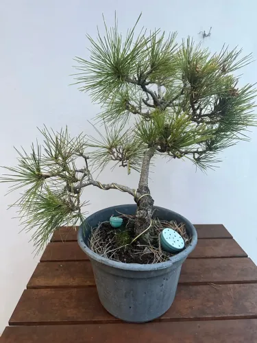 Bonsai Pinheiro negro