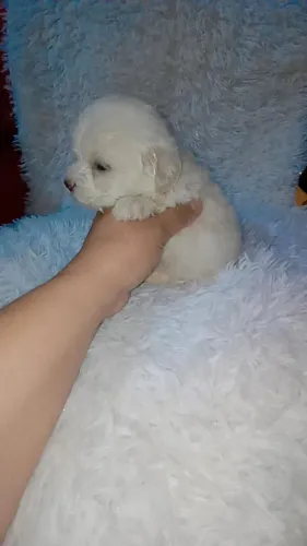 Poodle toy fêmeas ( puras)
