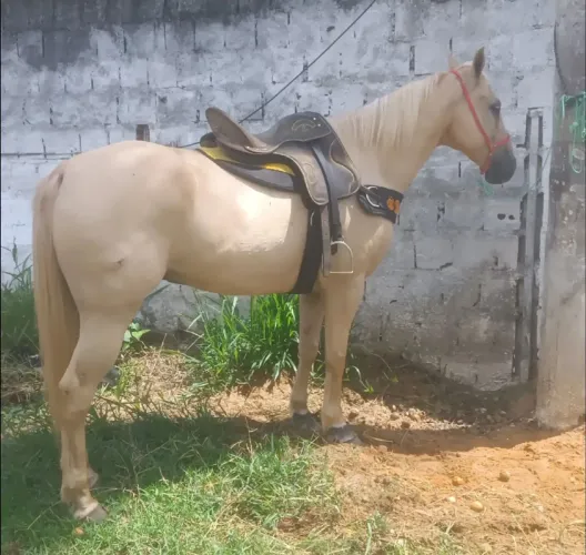 Cavalo de vaquejada, cavalo de direita 