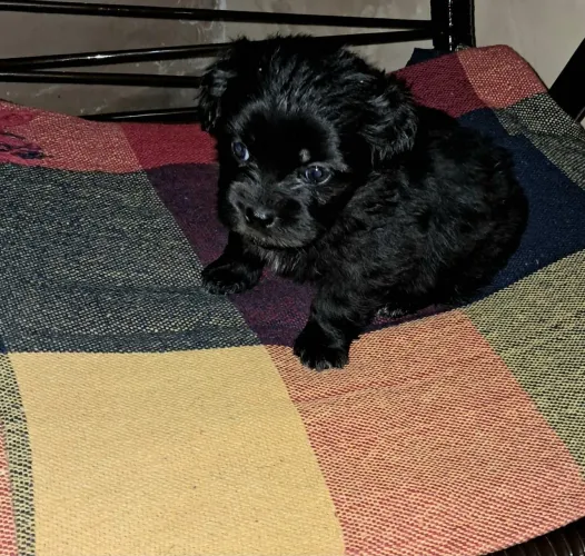 ShihTzu fêmea pretinha
