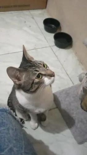 Gato macho