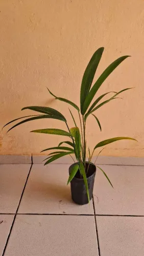 Muda de Palmeira Laca Vermelha