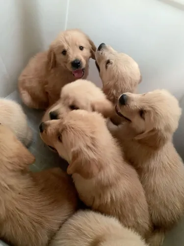 Filhotes de Golden Retriever 