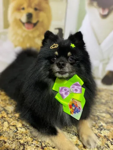 Spitz Alemão (machinho)2 anos