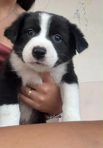 Lindos filhotes BORDER COLLIE 