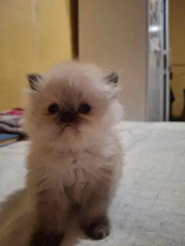 Gata Persa