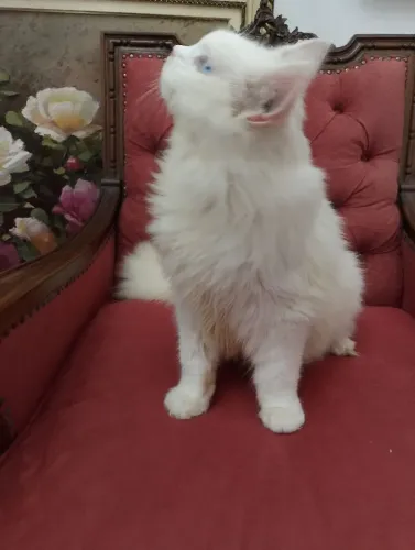 Maravilhoso Maine Coon 
