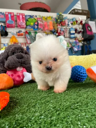 Spitz alemão machinho mini