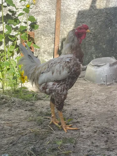 Galo índio gigante
