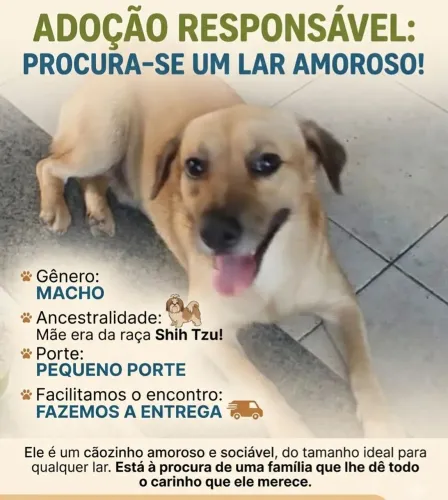 Chorrinho Lindo Para Adoção