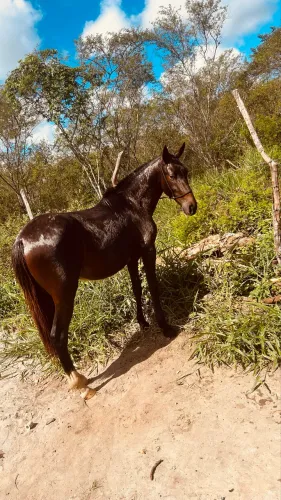 Vendo porda 1 ano e 9 meses