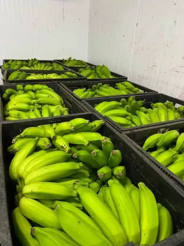 Banana no atacado