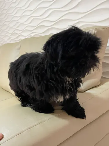 Shih tzu fêmea black exclusiva
