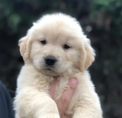 Filhotes de Golden Retriever | Seu coração encontrou uma nova paixão