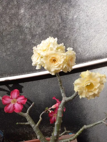 ROSA DO DESERTO LINDAS