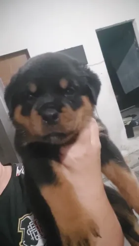 Filhotes de rottweiler com 43 dias