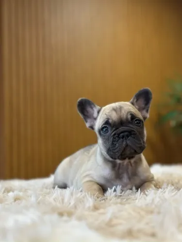 Buldogue Francês macho