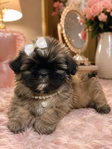Incrível filhote de Lhasa apso fêmea princesa linda 