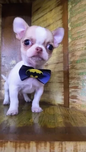 Chihuauha Pelo Curto 
