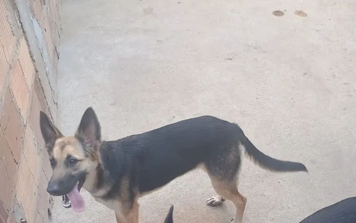 Cachorra fêmea raça pastor alemão capa preta vai fazer 9 meses pra vende