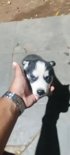 Filhotes de husky