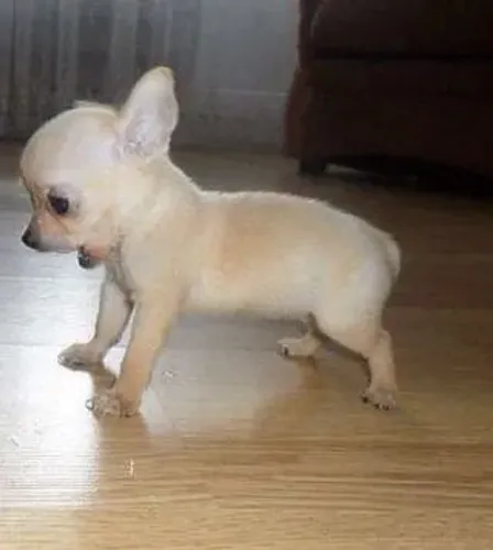Chihuahua charmoso