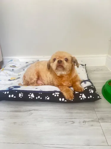 Adoção responsável- Shihtzu 