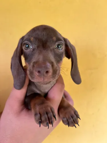 lindos filhotes de basset daschund o famoso salsicha