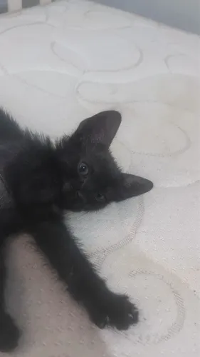 Pet