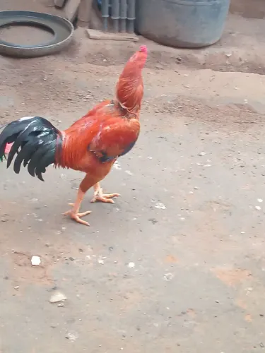 Galo