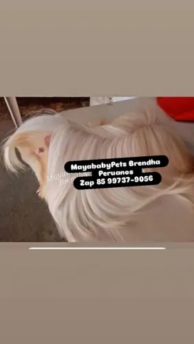 Porquinho da india Peruano