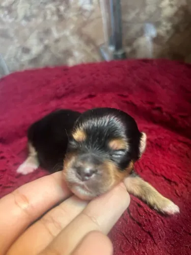 Yorkshire Terrier MACHO
