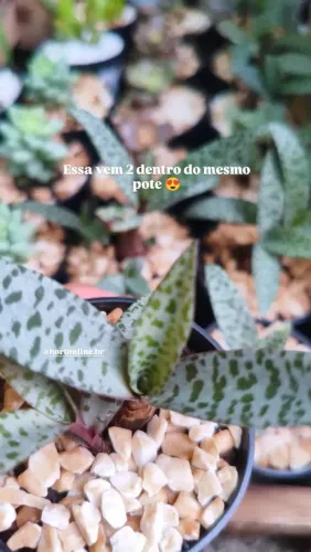 Suculentas variadas pt 06
