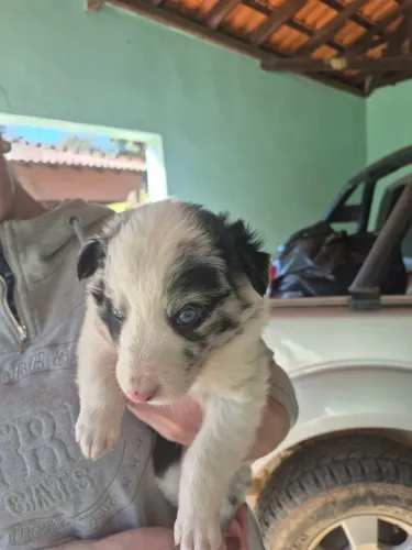 Filhotes de border collie