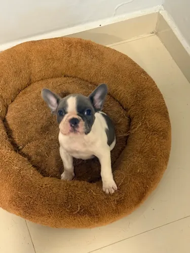 Buldogue francês
