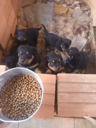 Rottweiler 