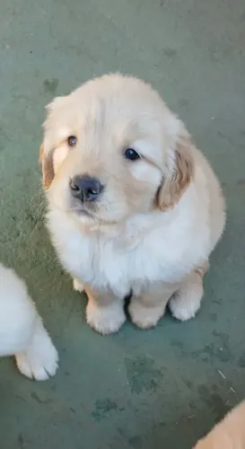 Filhote de Golden Retriever