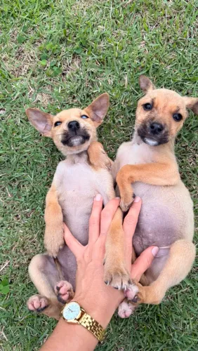 Doação de filhote de cachorro