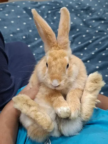 Machinho 3 meses