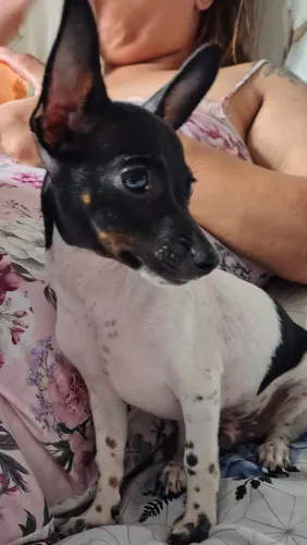 Venda filhote Pinscher Macho