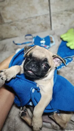 Pug macho filhote 