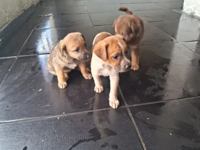 Filhotes de cachorro