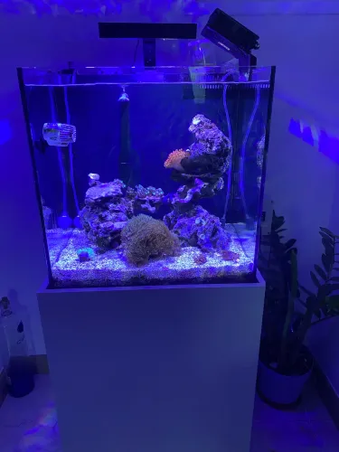 Aquário marinho completo