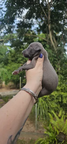 Galgo Italiano Macho Cinza