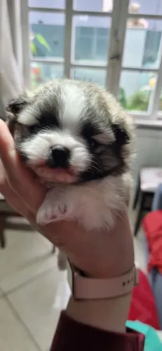Vendo machinho Lulu da pomerania