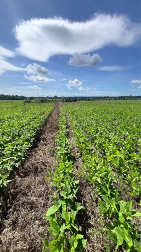 Fazenda barata plantando soja.