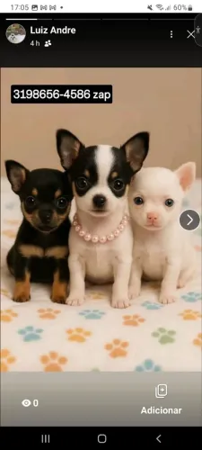 Pinscher Zerissimos Pets c/Pedigree (n 00)
