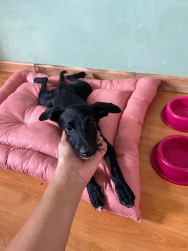 Doação de cachorrinha